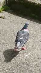 Columba livia domestica
