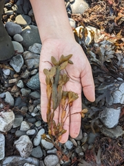 Fucus serratus