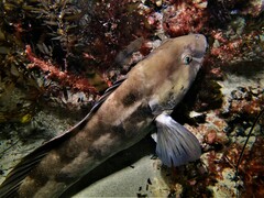 Notolabrus parilus