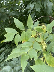 Fraxinus pennsylvanica