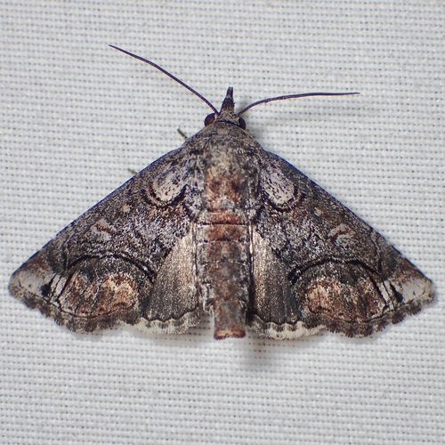 Large Paectes Moth photo 5
