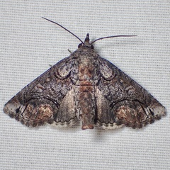 Large Paectes Moth