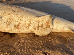 Carcharhinus limbatus