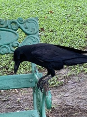 Corvus macrorhynchos levaillantii