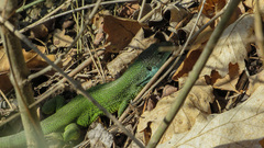 Lacerta viridis