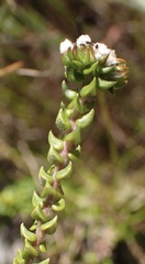 Phylica debilis