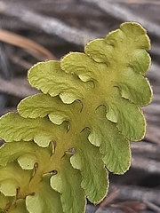 Asplenium capense