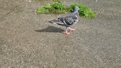 Columba livia domestica