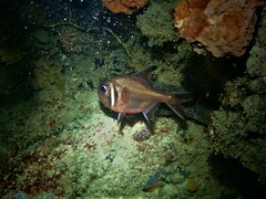 Trachichthys australis