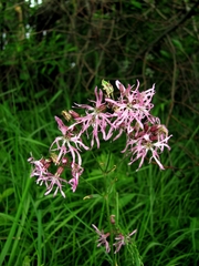 Silene flos-cuculi