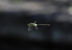 Anax parthenope julius