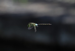 Anax parthenope julius