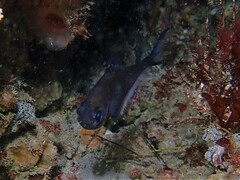 Pempheris multiradiata