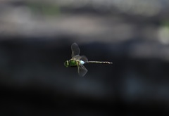 Anax parthenope julius