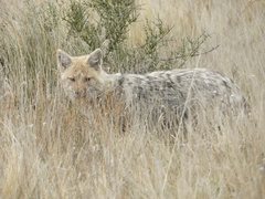 Lycalopex gymnocercus