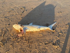 Carcharhinus limbatus