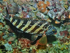 Goniistius rubrolabiatus