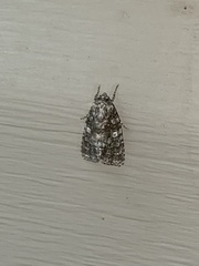 Acronicta afflicta