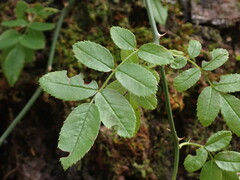 Rosa transmorrisonensis