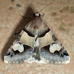 Drasteria pallescens
