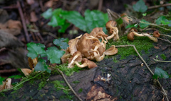 Agaricomycetes