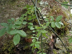 Rosa transmorrisonensis