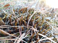 Polytrichum piliferum