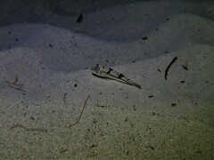 Torquigener pleurogramma