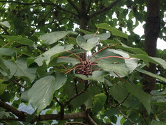 Idesia polycarpa
