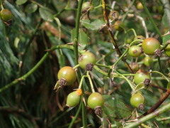 Rosa transmorrisonensis