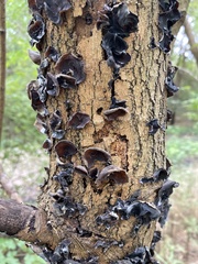 Auricularia polytricha