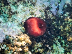 Actinia mediterranea