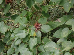 Idesia polycarpa