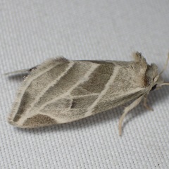 Plagiomimicus tepperi