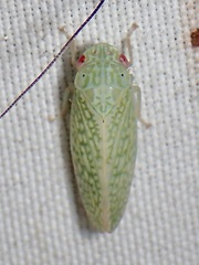 Rugosana