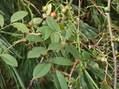 Rosa transmorrisonensis