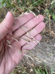 Bromus japonicus