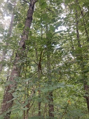 Ulmus alata