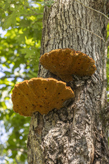 Inonotus hispidus