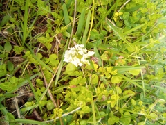Fagopyrum esculentum