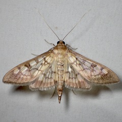 Mimorista subcostalis