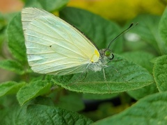 Leptophobia