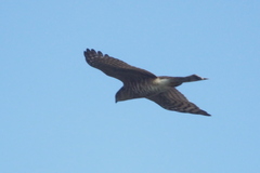 Accipiter nisus