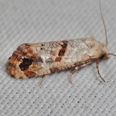 Platphalonidia felix