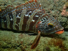 Goniistius rubrolabiatus