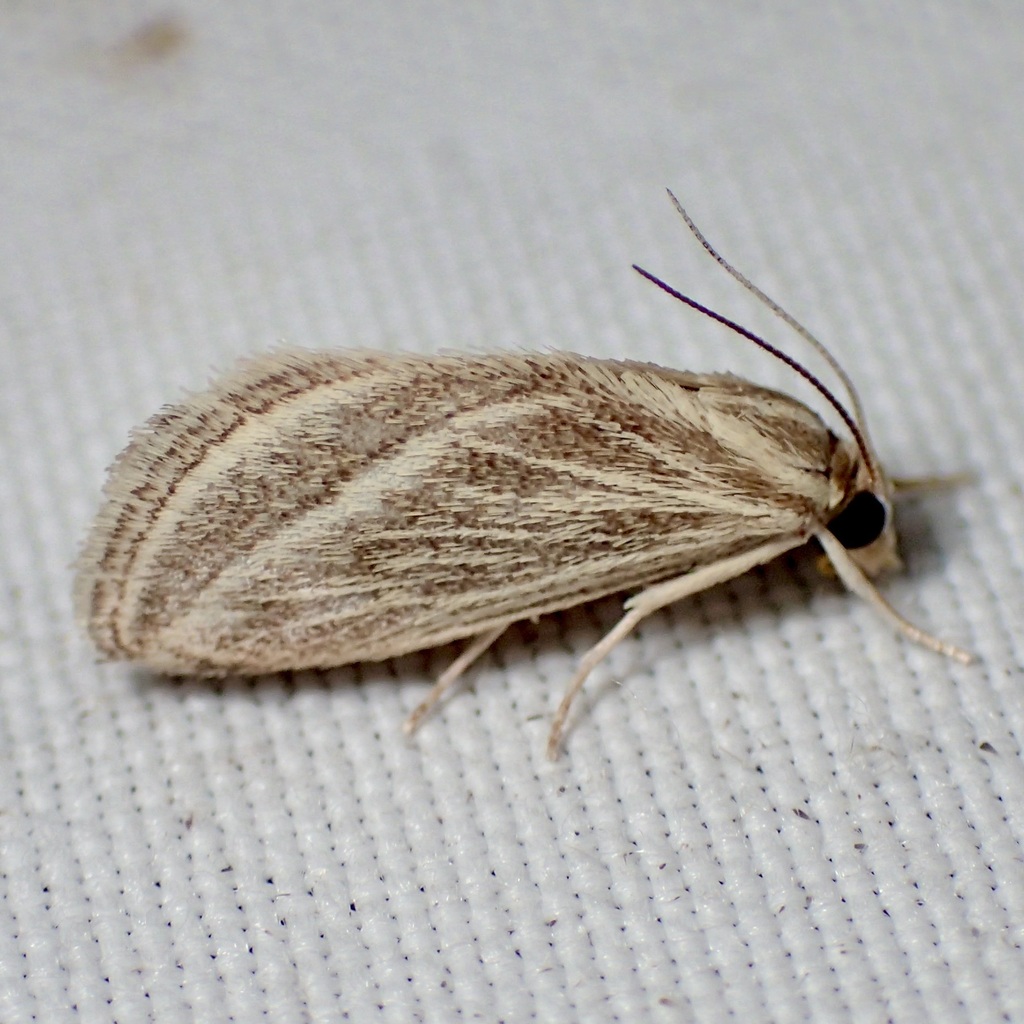 Procymbopteryx belialis