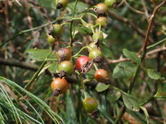 Rosa transmorrisonensis