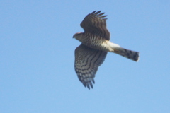 Accipiter nisus