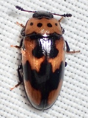 Ischyrus quadripunctatus