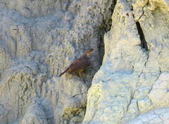 Salpinctes obsoletus